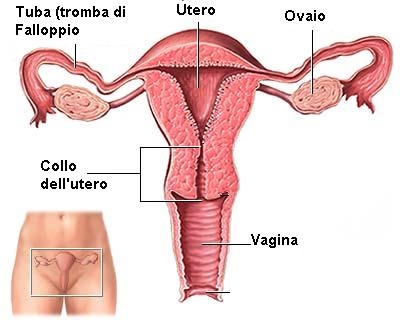 immagini apparato riproduttivo